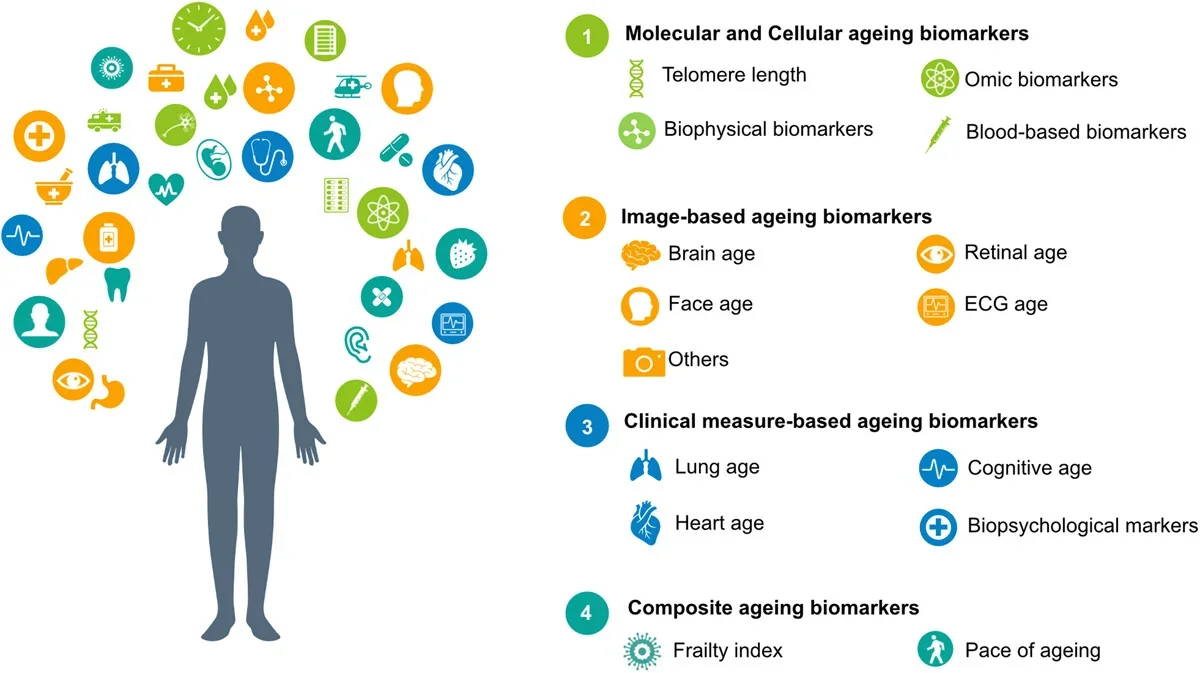 Ageing biomarkers